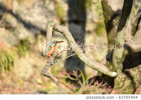 Kingfisher 569 63705404