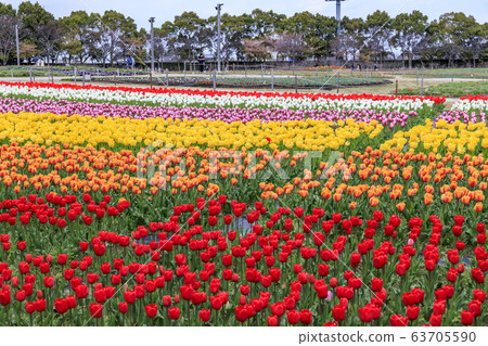 娜娜巴娜的Tanprip 63705590