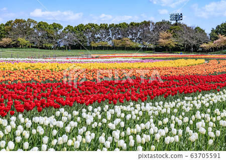 娜娜巴娜的Tanprip 63705591