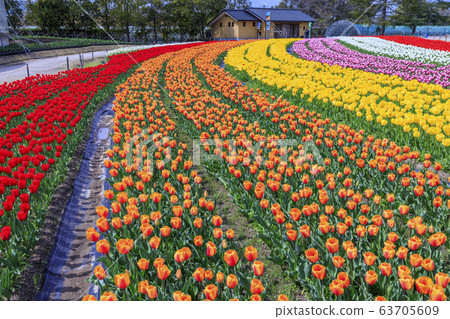 Tanprip of Nana Bana 63705609