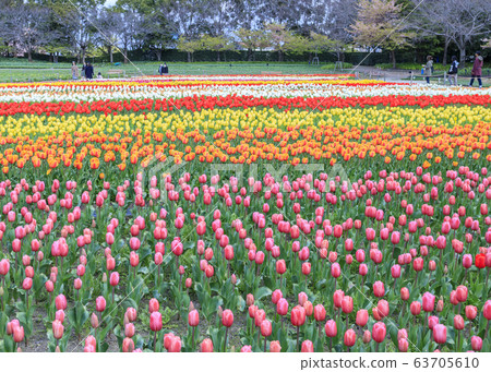 Tanprip of Nana Bana 63705610