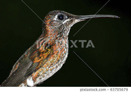 Hummingbird, Maquipucuna Cloud Forest Reserve Hummingbird, Maquipucuna Cloud Forest Reserve 63705679