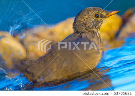 Blackbird, Turdus merula 63705681