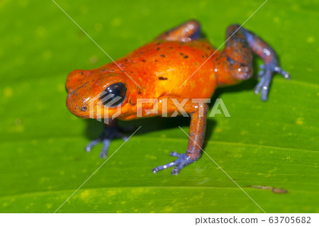 Dart Poison Frog, Blue Jeans 63705682
