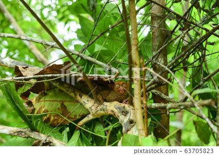 Philippine glasses 63705823