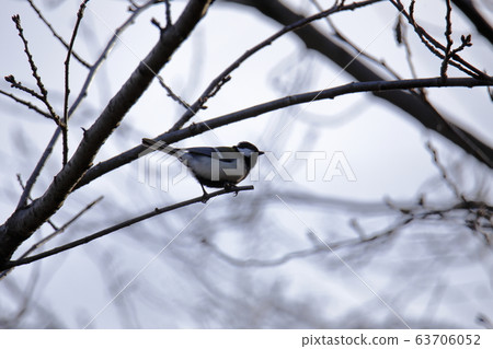 Arao City, Yotsuyama Shrine, Great Tit, Arao City, Yotsuyama Shrine, Great Tit, 63706052