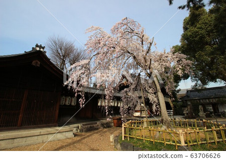 Shunjin Shunjin 63706626