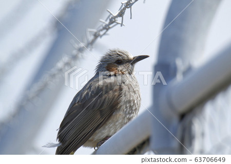Arao City Yotsuyama Shrine Bulbul, Arao City Yotsuyama Shrine Bulbul, 63706649