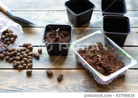 Transplanting tomato seedlings into pots on a wooden table. Transplanting tomato seedlings into pots on a wooden table. 63706816