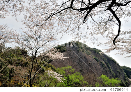 Cherry blossoms blooming in the monolith of Koza River 63706944