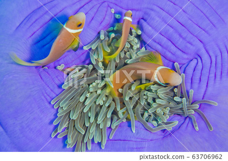 Blackfinned Anemonefish, Amphiprion nigripes 63706962