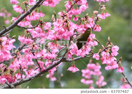 Nozuma Highland Kawazu Sakura and White-eye Nozuma Highland Kawazu Sakura and White-eye 63707487