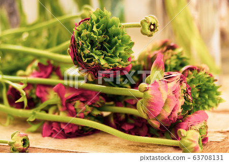 Ranunculus Ranunculus 63708131