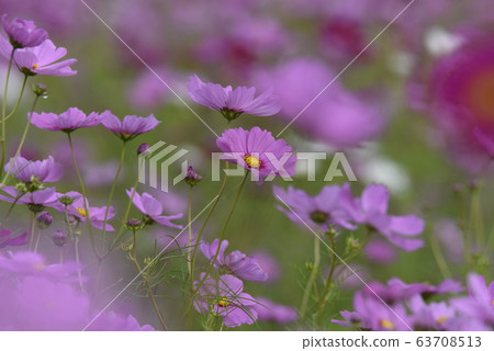 Cosmos flowers 63708513