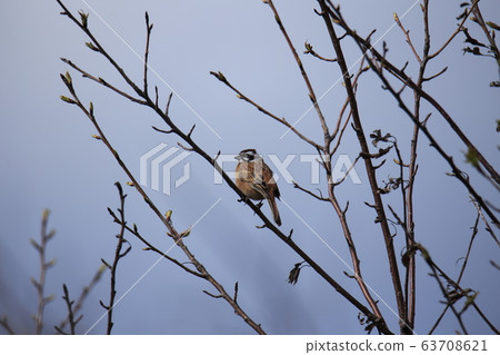 Arao City Yotsuyama Shrine Bunting, 63708621