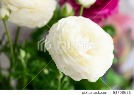 Ranunculus Ranunculus 63708658