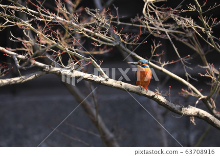 Kingfisher 900 Kingfisher 900 63708916