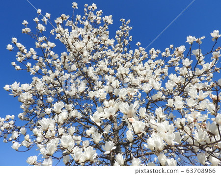 Hakkumen in full bloom Hakkumen in full bloom 63708966
