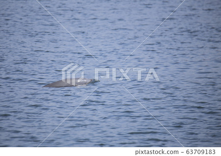 大牟田市三池港蛇， 63709183