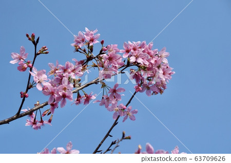 Cherry blossom Cherry blossom 63709626