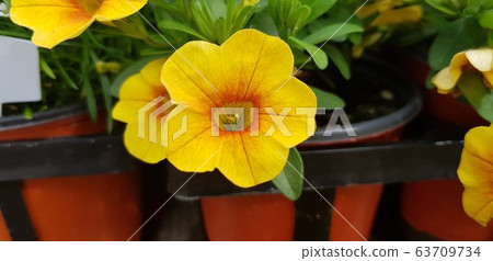 漂亮的花圖片 漂亮的花圖片 63709734