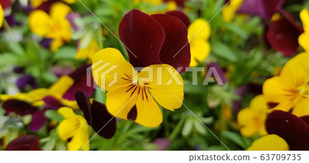 漂亮的花圖片 漂亮的花圖片 63709735