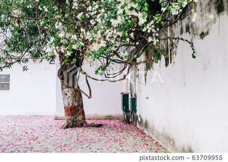 Fallen petals and big tree at Saheliyon Ki Bari (Garden of the Maidens) in Udaipur, India Fallen petals and big tree at Saheliyon Ki Bari (Garden of the Maidens) in Udaipur, India 63709958