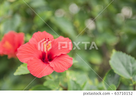 [Okinawa image] Hibiscus 63710152