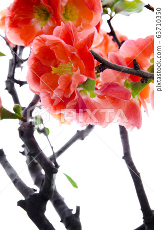 Powder crimson, long flower, plum blossom, pink, longevity plum, plum blossom, evity plum, plum blossom, Powder crimson, long flower, plum blossom, pink, longevity plum, plum blossom, evity plum, plum blossom, 63710350
