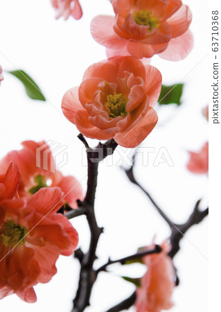 Powder crimson, long flower, plum blossom, pink, longevity plum, plum blossom, evity plum, plum blossom, 63710368