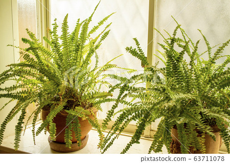 蕨類植物在窗口2 蕨類植物在窗口2 63711078