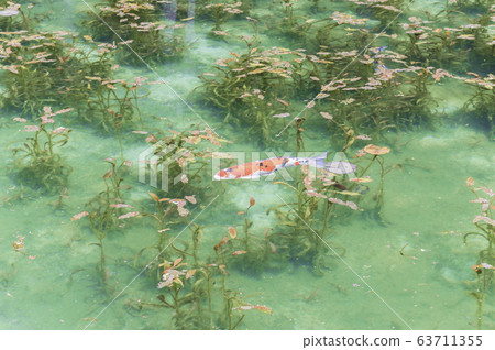 [岐阜縣關市]莫奈的池塘 63711355