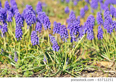 Purple Muscari flower 63712251