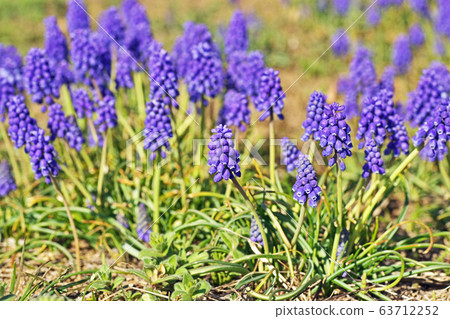 Purple Muscari flower 63712252