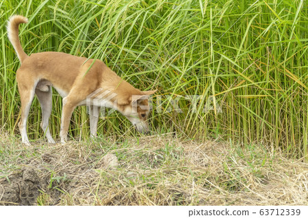 Dog walking In the forest playful landscape Dog walking In the forest playful landscape 63712339