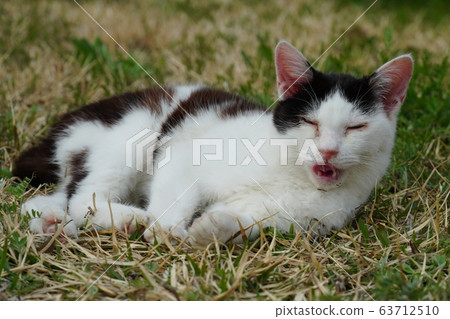 Cats, stray cats, black and white, March, mother and child home, relax 63712510