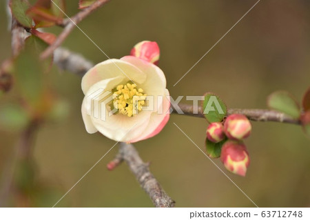 Bokeh flower pictures Bokeh flower pictures 63712748