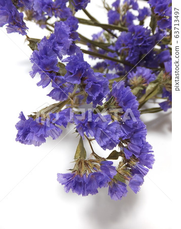 Statice @ dried flower Statice @ dried flower 63713497