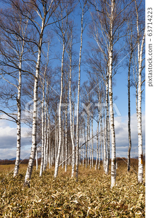 Autumn scenery near Kamishihoro town in eastern Hokkaido, Japan 63714223