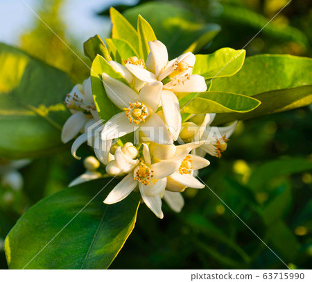 Valencian orange and orange blossoms. Spain. Spring harvest Valencian orange and orange blossoms. Spain. Spring harvest 63715990