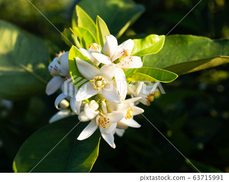 Valencian orange and orange blossoms. Spain. Spring harvest Valencian orange and orange blossoms. Spain. Spring harvest 63715991