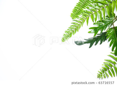 Philodendron Xanadu and fern leaves isolated 63716557