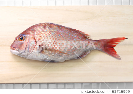 Red sea bream 63716909