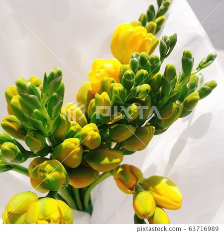 Yellow freesia bouquet 63716989