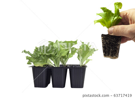 farmer hand extracts salad seedling from container 63717419