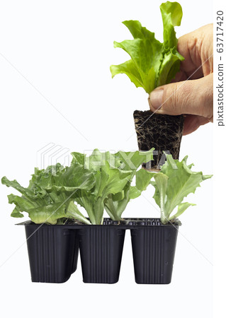 farmer hand extracts salad seedling from container 63717420
