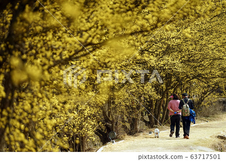 野花長廊 63717501