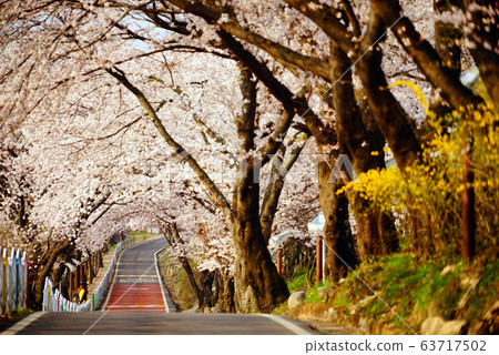 慶尚南道河東郡的Siri櫻花路 63717502
