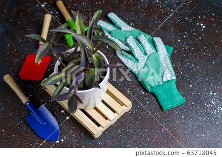 Gardening tools on dark background with house plant and gloves,top view Gardening tools on dark background with house plant and gloves,top view 63718045
