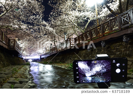 以櫻花節而聞名的昌原市鎮海市汝ju川 63718189
